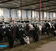 A Partnership in U.S. Dairy