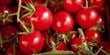 Production de tomates de qualité supérieure en Sicile, Italie