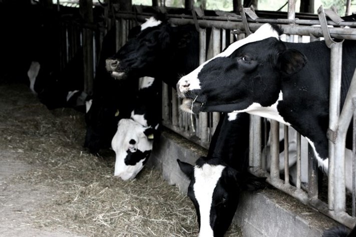 Average milk production per cow per day in india