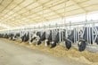 Higher milk production despite Spanish summer heat